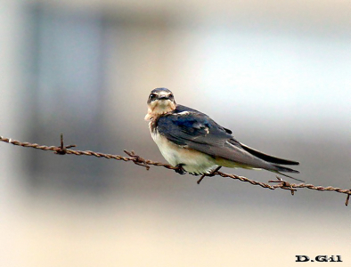 GOLONDRINA TIJERETA(Hirundo rustica)  - (Juvenil) Faro de Punta Carretas-MONTEVIDEO (Octubre 2011)